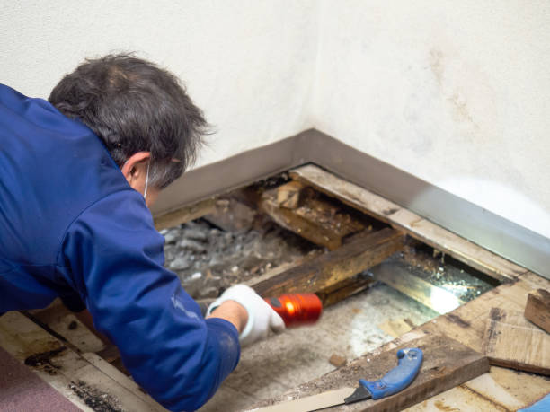 Best Residential Mold Remediation in Dillsboro, IN